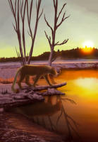 Winter Sun