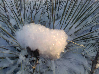 Powdered Cactus, rough