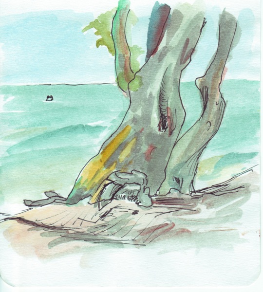 Windblown beach tree - second