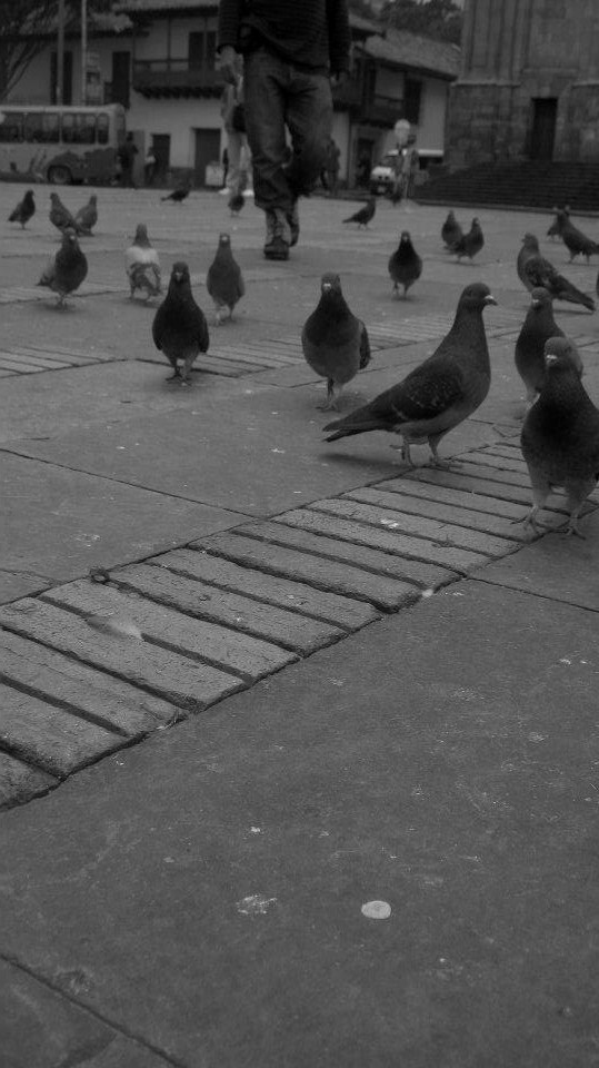 Cotidiano y palomas.