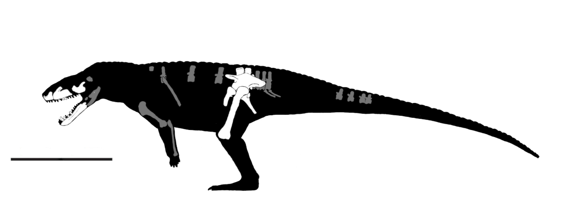 Deinosuchus hatcheri multiview skeletal by Fadeno on DeviantArt