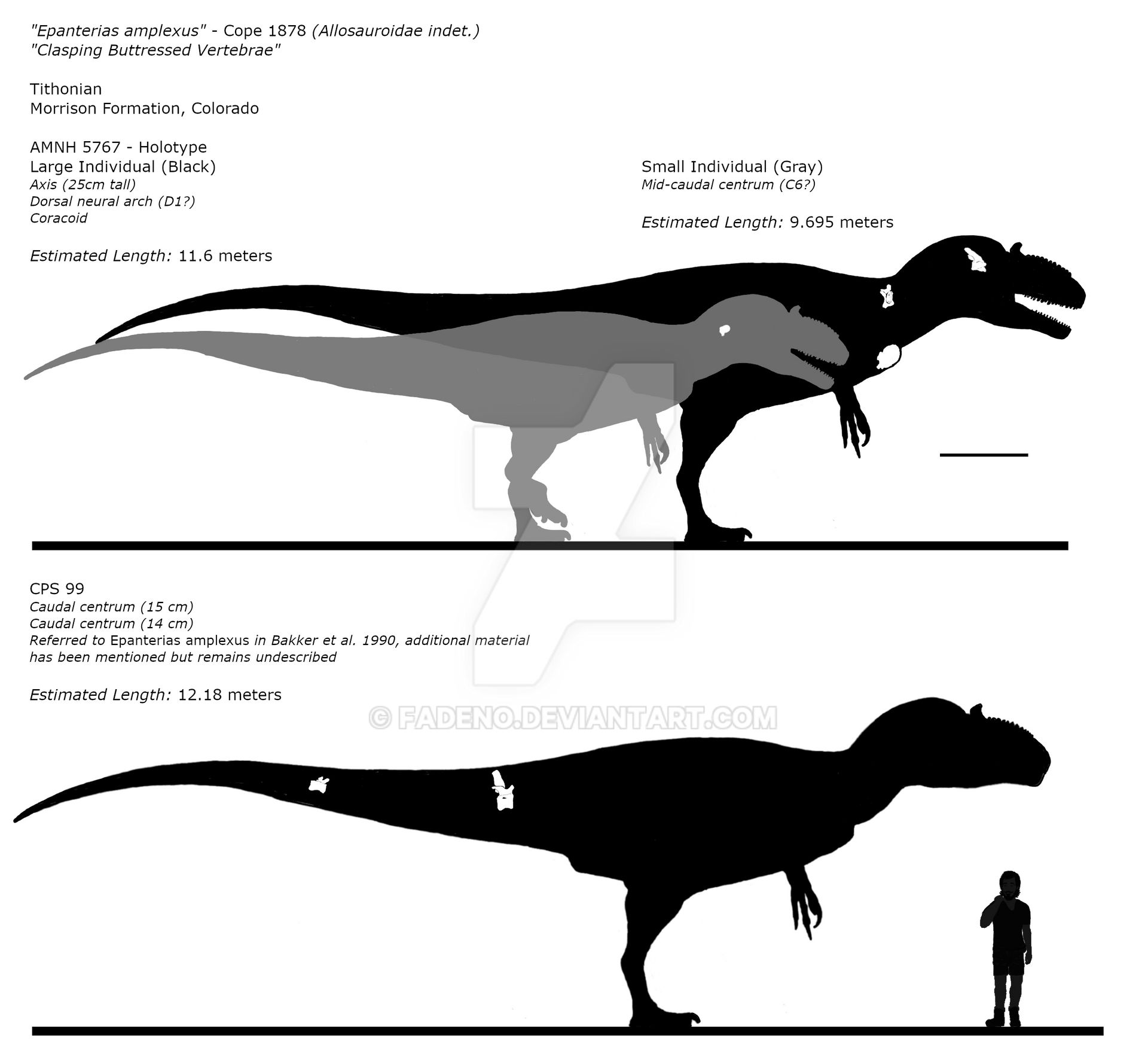 Epanterias Amplexus Skeletal Drawing By Fadeno On DeviantArt epanterias-amplexus-skeletal-drawing-by-fadeno-on-deviantart