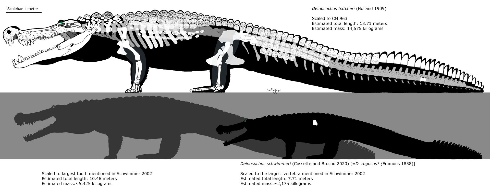 How big was Deinosuchus hatcheri? - Quora