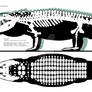 Deinosuchus hatcheri multiview skeletal