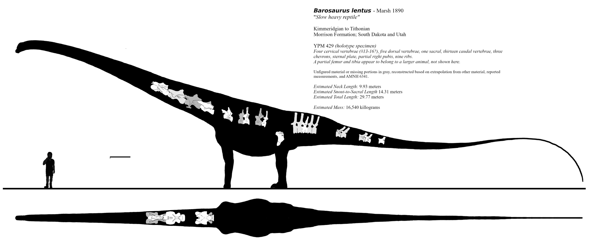 Barosaurus lentus skeletal, holotype edition by Fadeno on DeviantArt