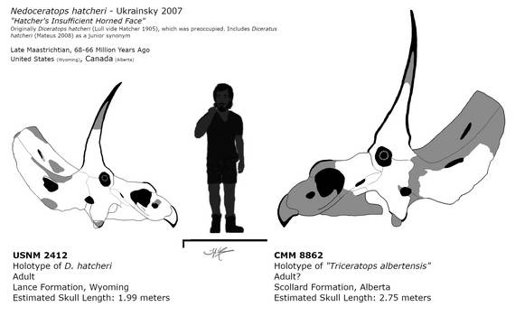 Nedoceratops skull chart