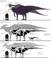 Parasaurolophus skeletals