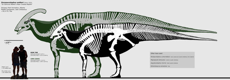 Parasaurolophus walkeri skeletal