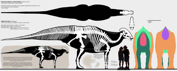 Parasaurolophus cyrtocristatus multiview