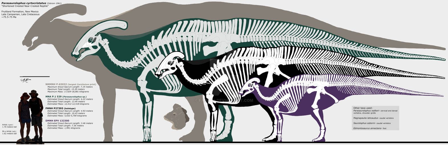 Parasaurolophus cyrtocristatus skeletal by Fadeno on DeviantArt