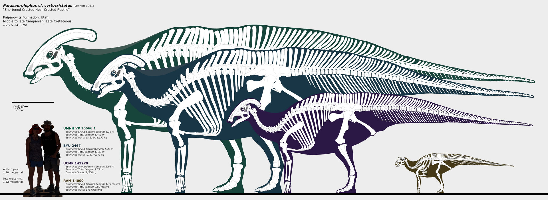 Deinosuchus hatcheri multiview skeletal by Fadeno on DeviantArt