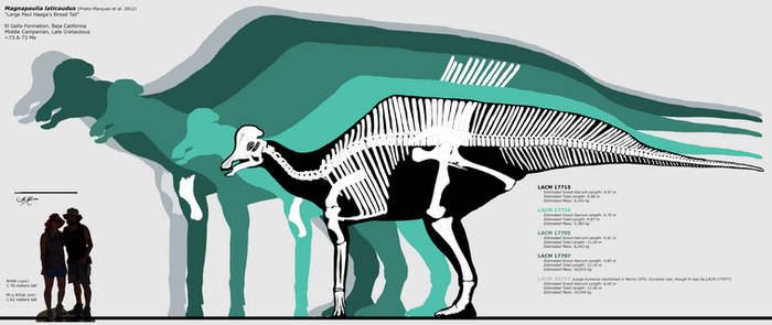 Magnapaulia laticaudus skeletal