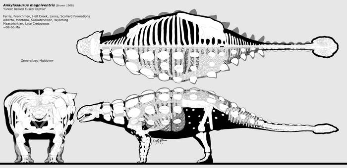 Ankylosaurus magniventris multiview