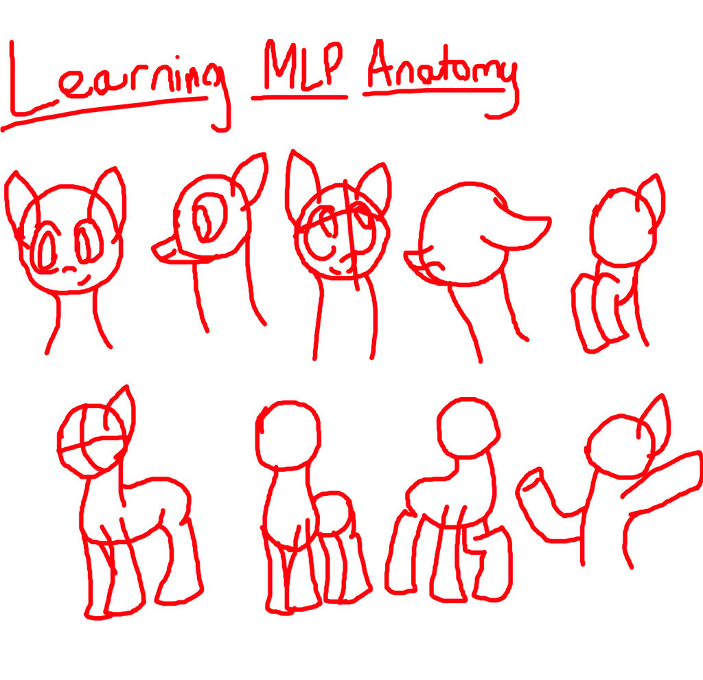 MLP Anatomy Basics by NerdyCupcakesx on DeviantArt