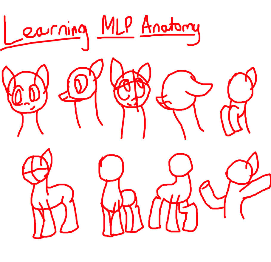 MLP Anatomy Basics by NerdyCupcakesx on DeviantArt