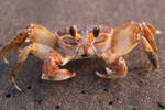 Guatemala Crab