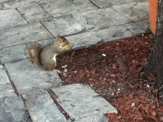 squirrel , in downtown street (2)