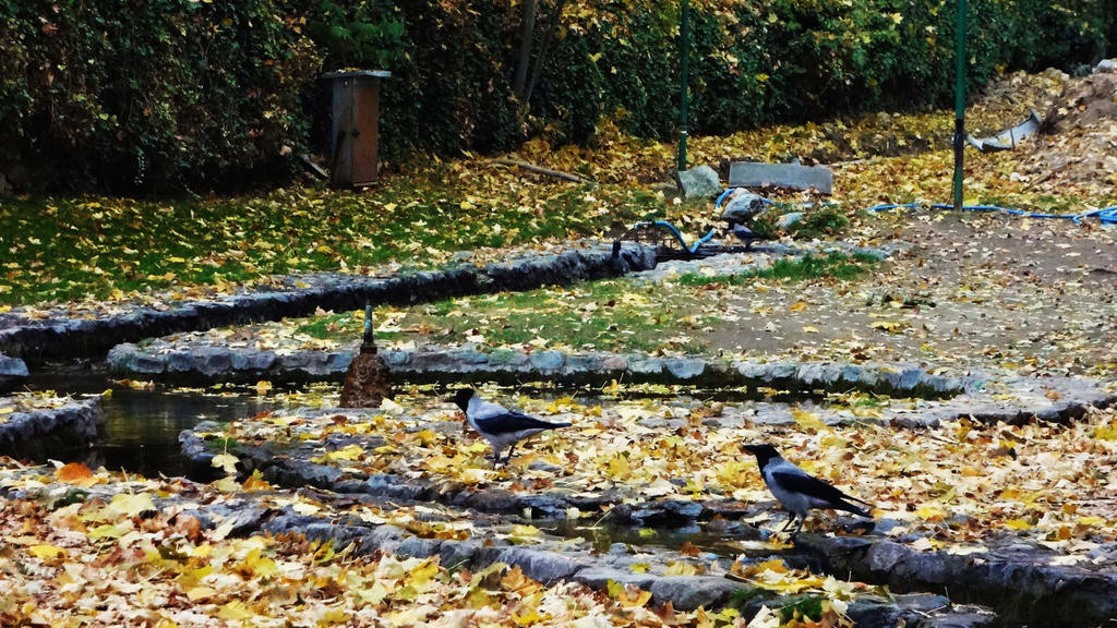 The Crow Society