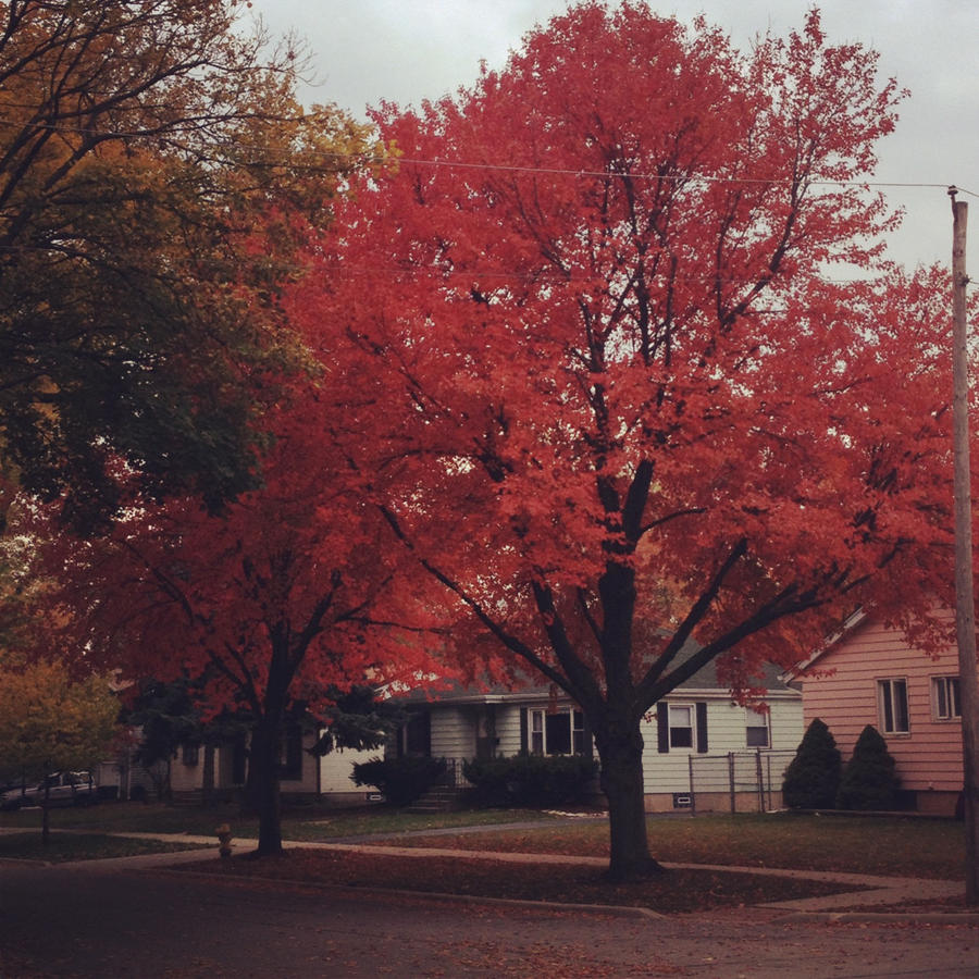 Autumn Trees