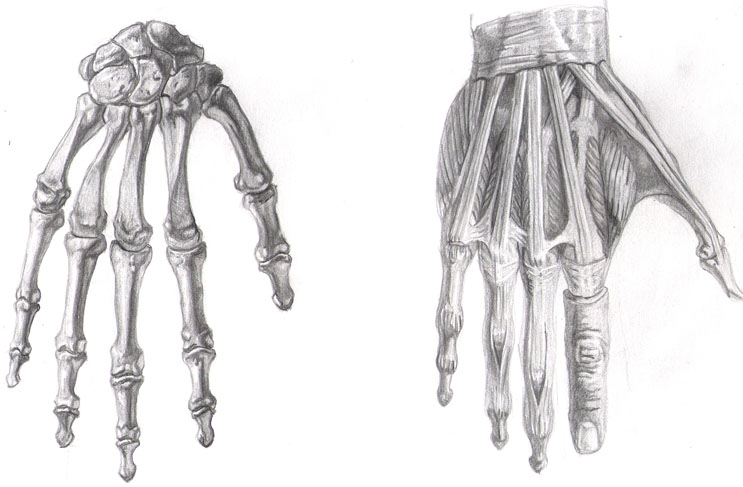 Hands