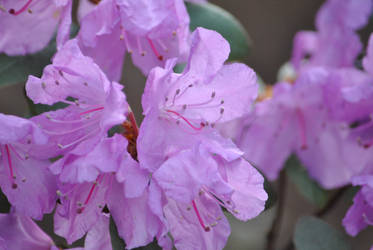 Rhododendron