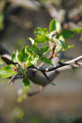 Apple Tree