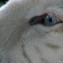 Eye blue, blue eye