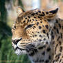 Amur Leopard