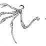 Bone Wings