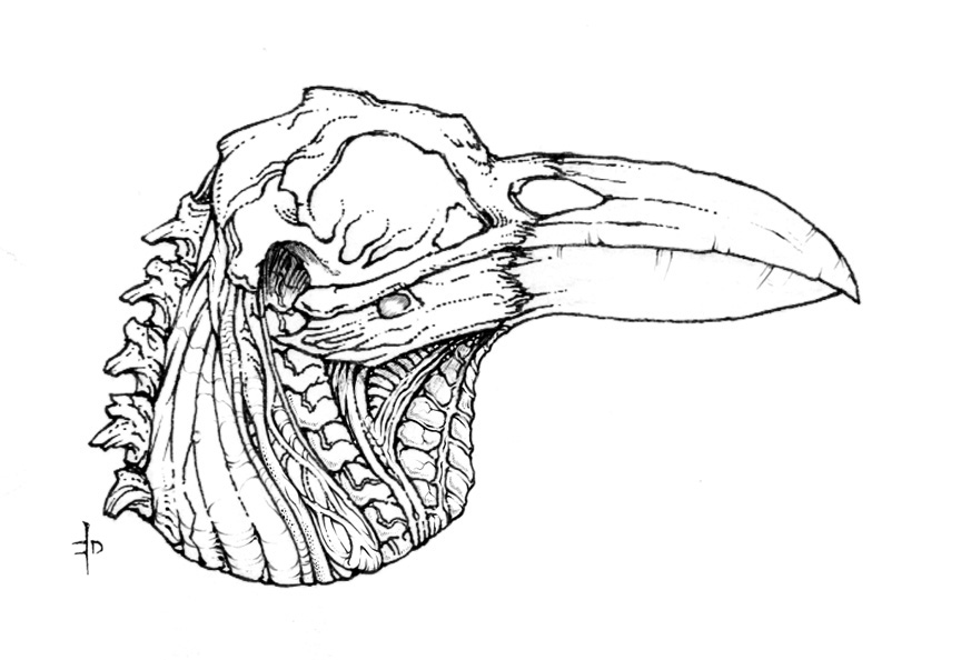 Raven Skull