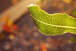 Veins of Nature by EstefaniaJaquier