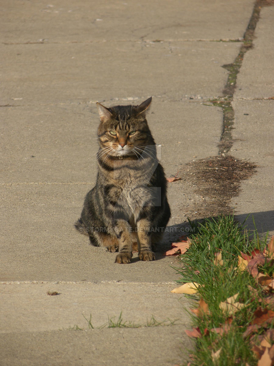 Neighborhood Cat 2