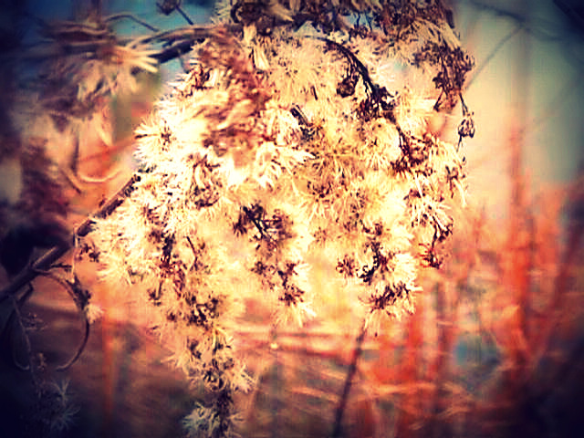 Baby's Breath.