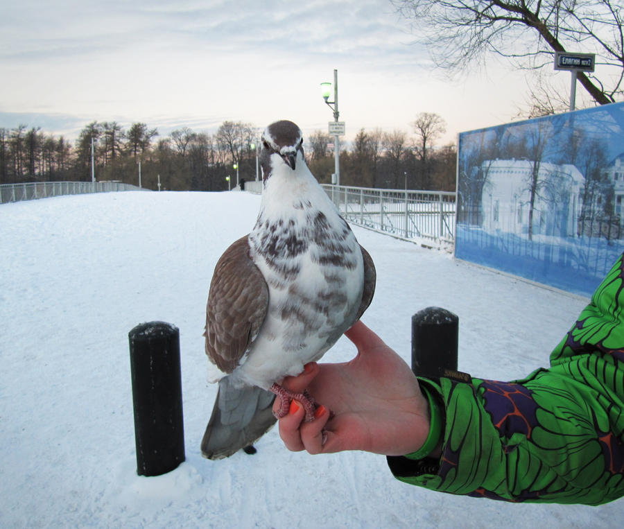 Pigeon with white eyebrows