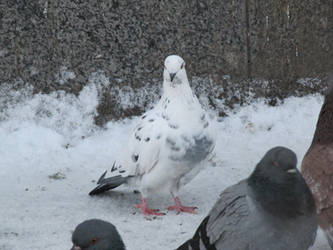 Snow pigeon