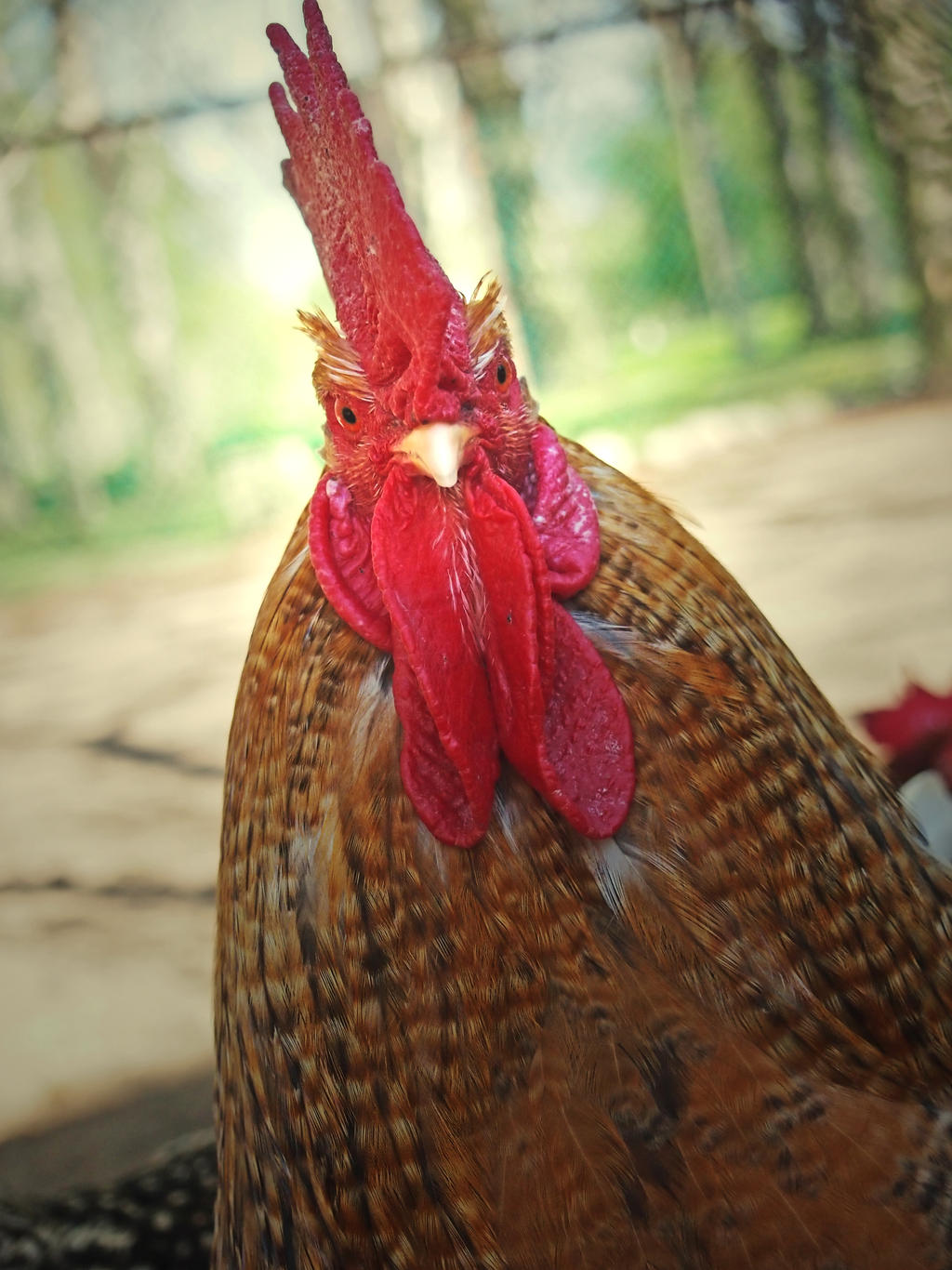 Rooster portrait