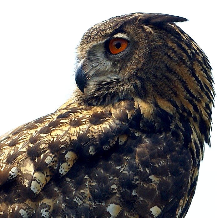 Eurasian Eagle Owl- Lookit.