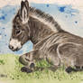 Baby donkey 