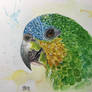 blue crown amazon parrot 2