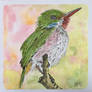 Cuban tody