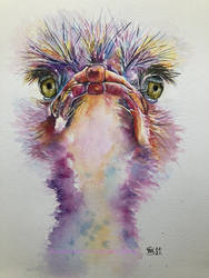 Ostrich