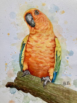 Parrot 3