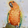 Parrot 3