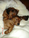 Dachshund puppies sleeping by ladythalia