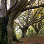 These Wild Woods 8 UNRESTRICTED