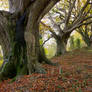 These Wild Woods 6 UNRESTRICTED