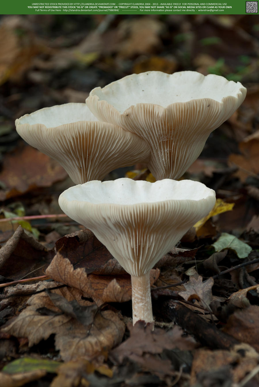 Delicate 16 UNRESTRICTED