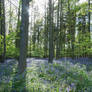 Glades of Blue 08 UNRESTRICTED