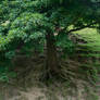 Tendrils01 UNRESTRICTED