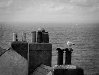 Seagull watching the horizon